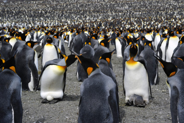 Penguins (IMAX)