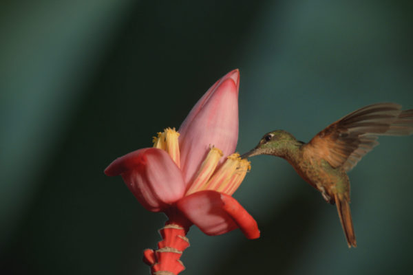 nWave_COTS_Hummingbird2
