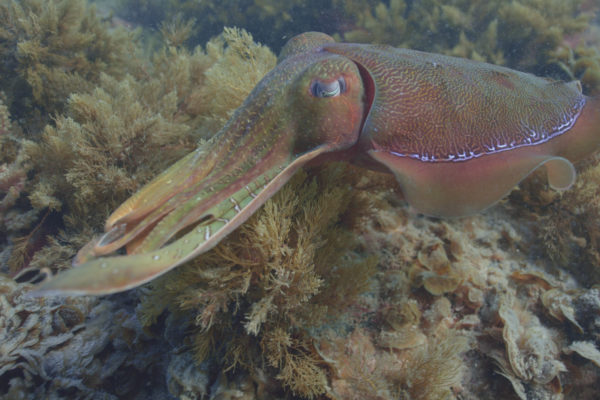 nWave_Cephalopods_AustralianGiantCuttlefish3